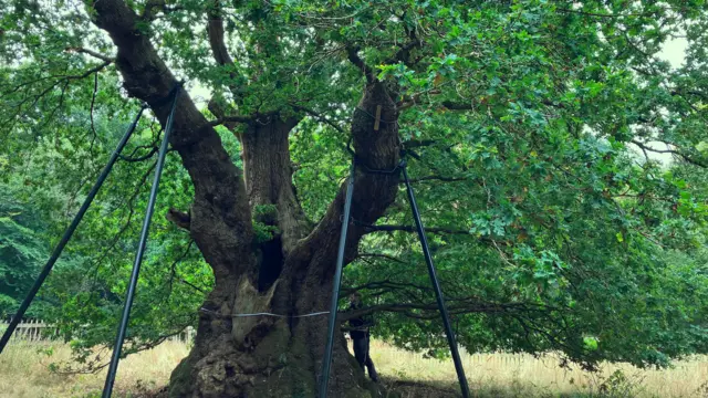 The Significance of Druids Oak: A Historic Landmark