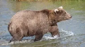 Fat Bear Week 2023: A Celebration of Nature’s Giants