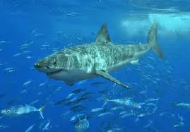The Great White Shark: A Marine Marvel