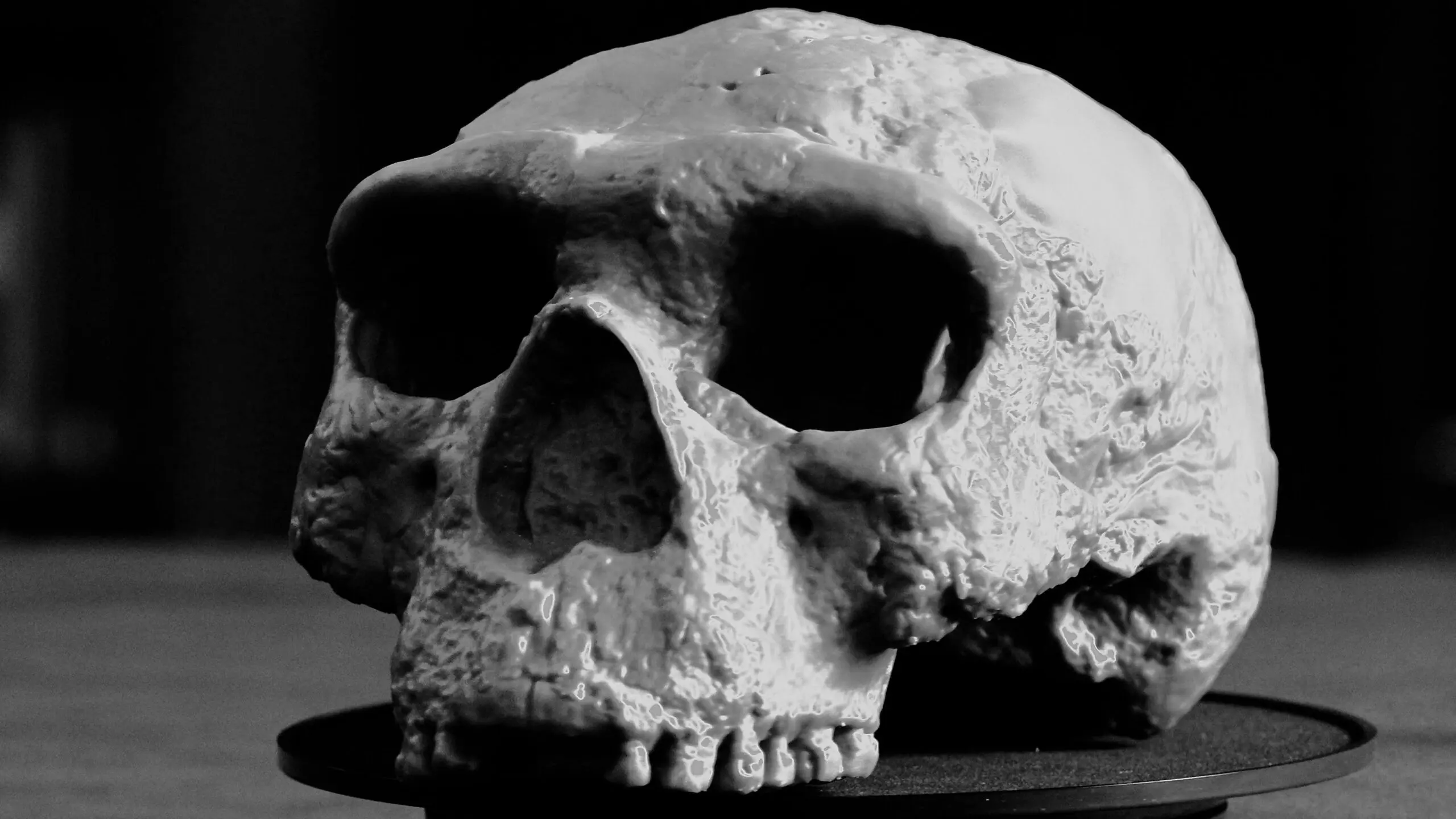 Human Skull Found Sparks Investigation in Local Community