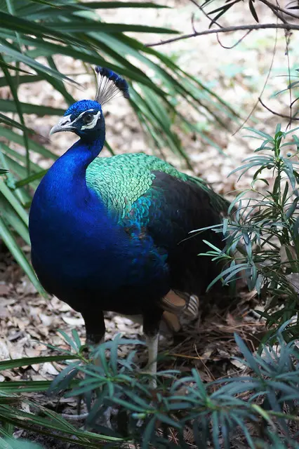 Exploring the Fascinating World of Peacocks