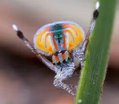 The Fascinating World of Peacock Spiders