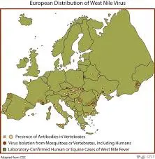 What You Need to Know About West Nile Virus