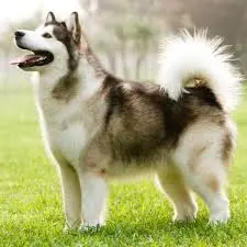 All You Need to Know About the Alaskan Malamute