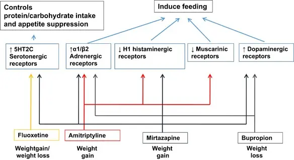 Understanding Antidepressants Side Effects: Weight Gain Concerns