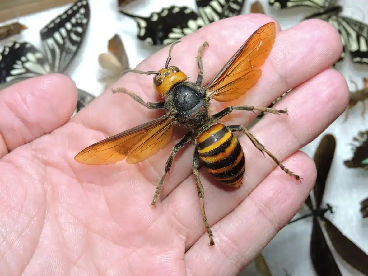 The Threat of Asian Hornets to UK Bees and Ecosystem