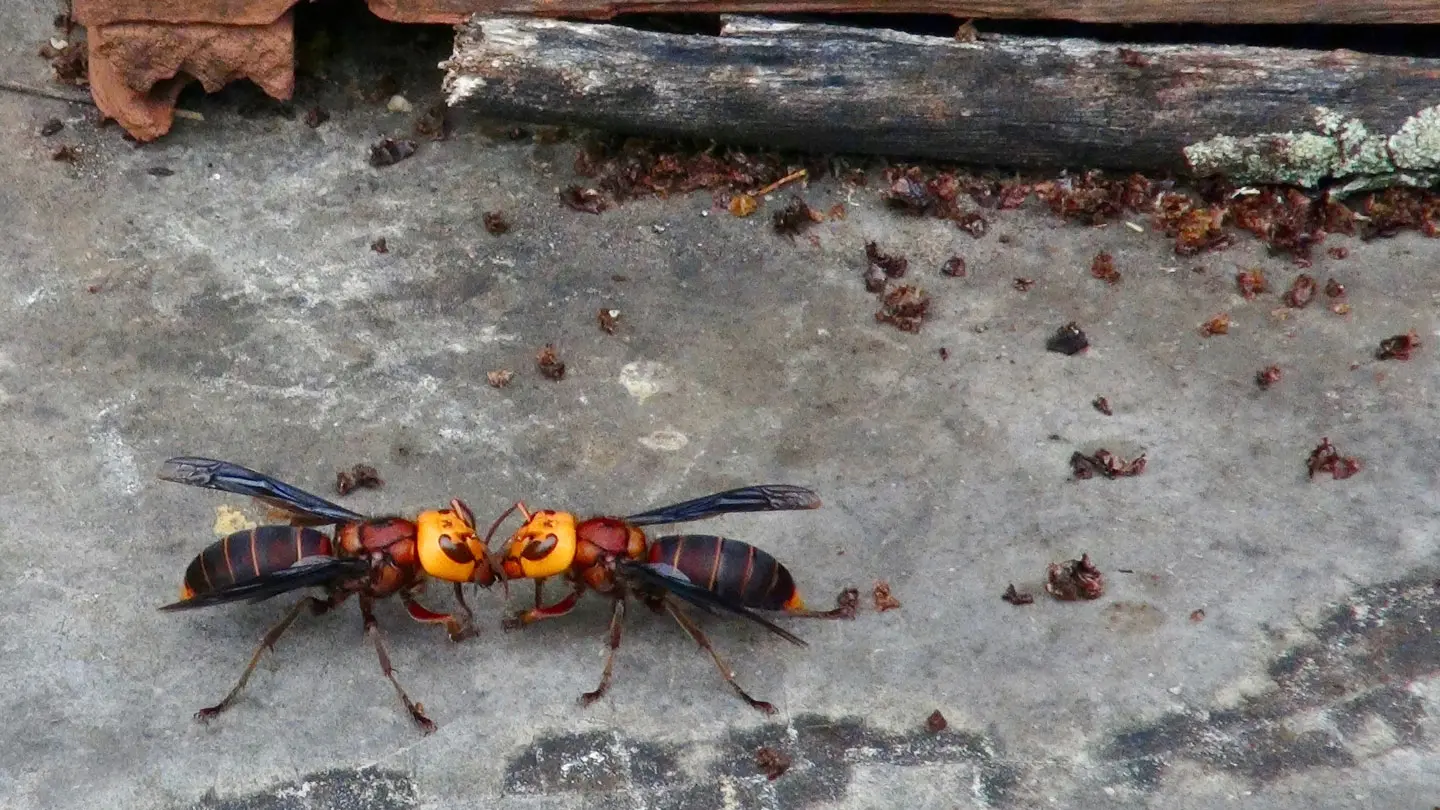 Understanding the Threat of Asian Hornets Nests