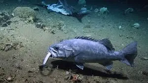 Exploring the Atlantic Wreckfish: A Deep-Sea Adventure