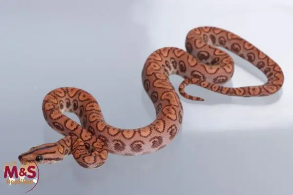 The Fascinating World of the Boa Constrictor