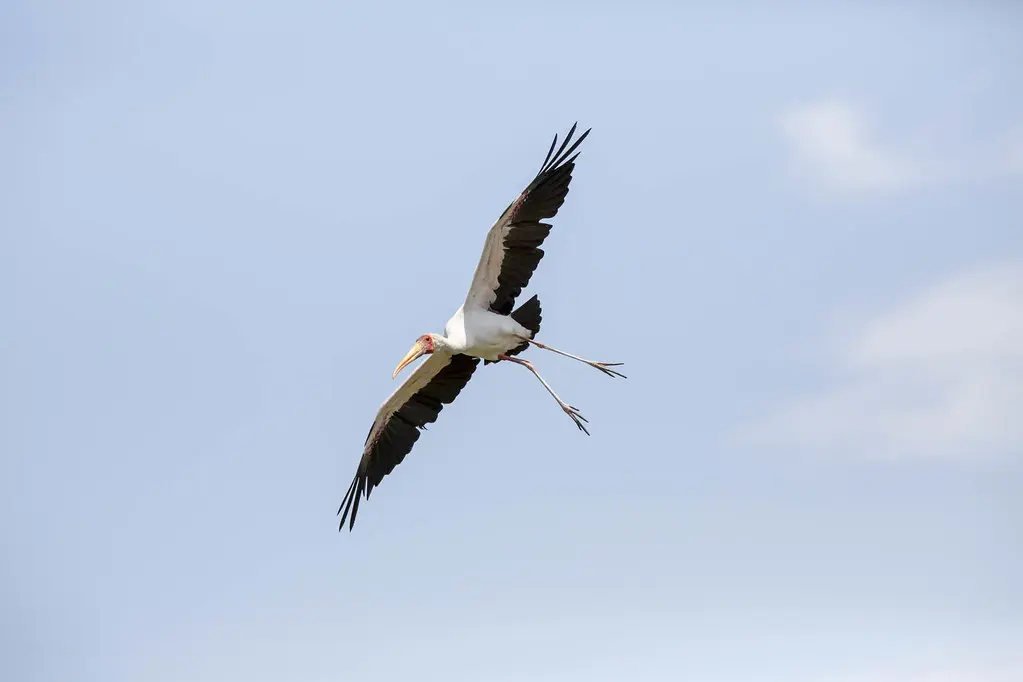 Discovering Botswana: Culture, Wildlife, and Growth