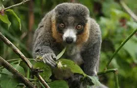 The Significance of Bristol Zoo in Conservation and Education