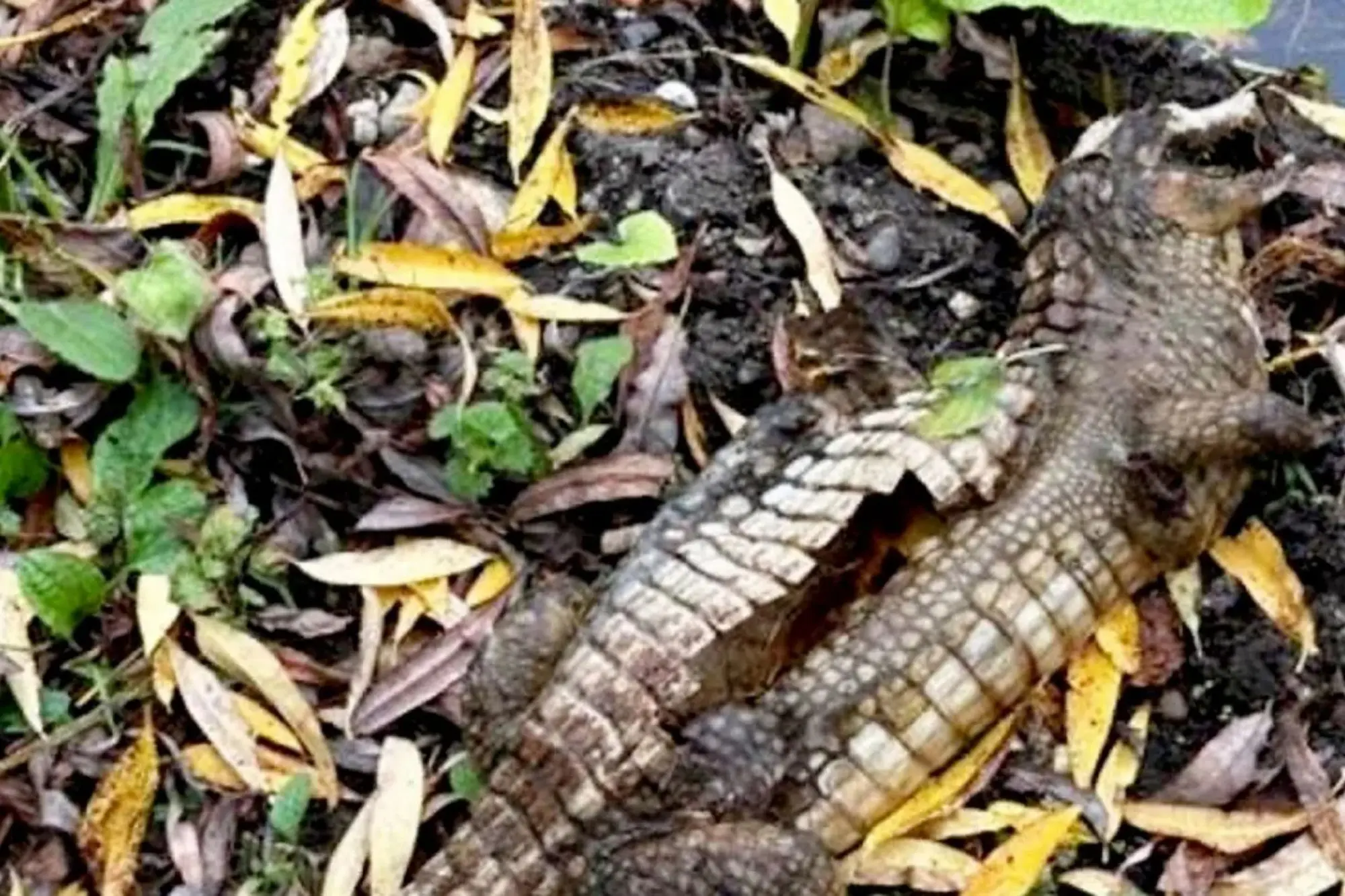 The Curious Case of the Derbyshire Crocodile
