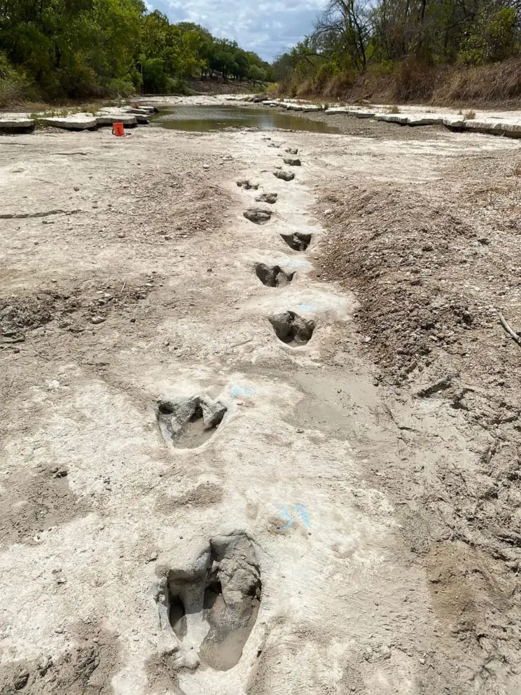 Discovering Dinosaur Footprints: Insights into Prehistoric Life
