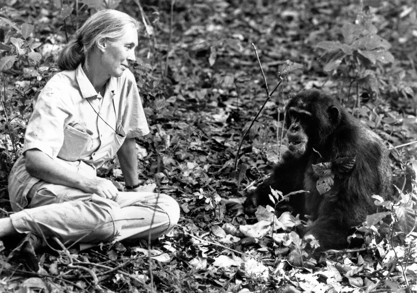 The Enduring Legacy of Jane Goodall in Conservation
