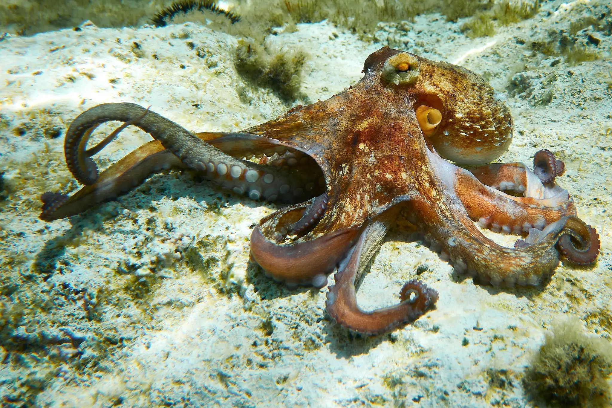 The Rise of Kraken: A Leading Cryptocurrency Exchange
