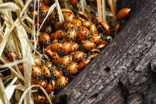The Phenomenon of Ladybirds Swarming: Why and How It Happens
