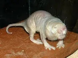 Discovering the Naked Mole Rat: Nature’s Remarkable Rodent