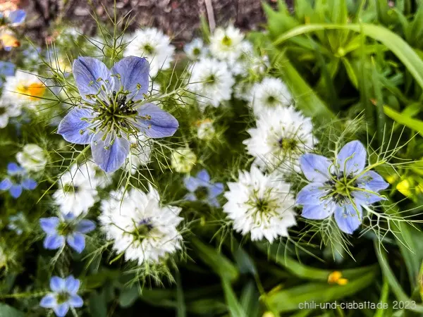 Exploring the Benefits of Nigella in Modern Cuisine