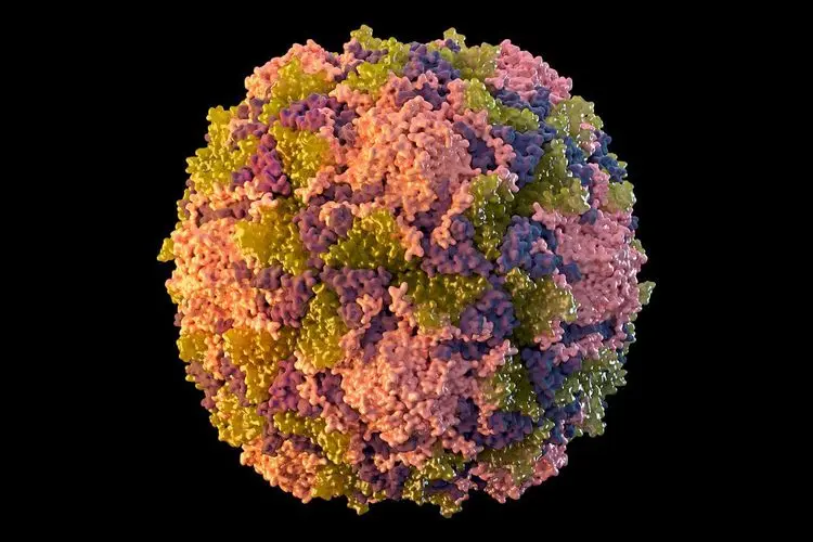 Current Status and Future of Polio: A Global Challenge