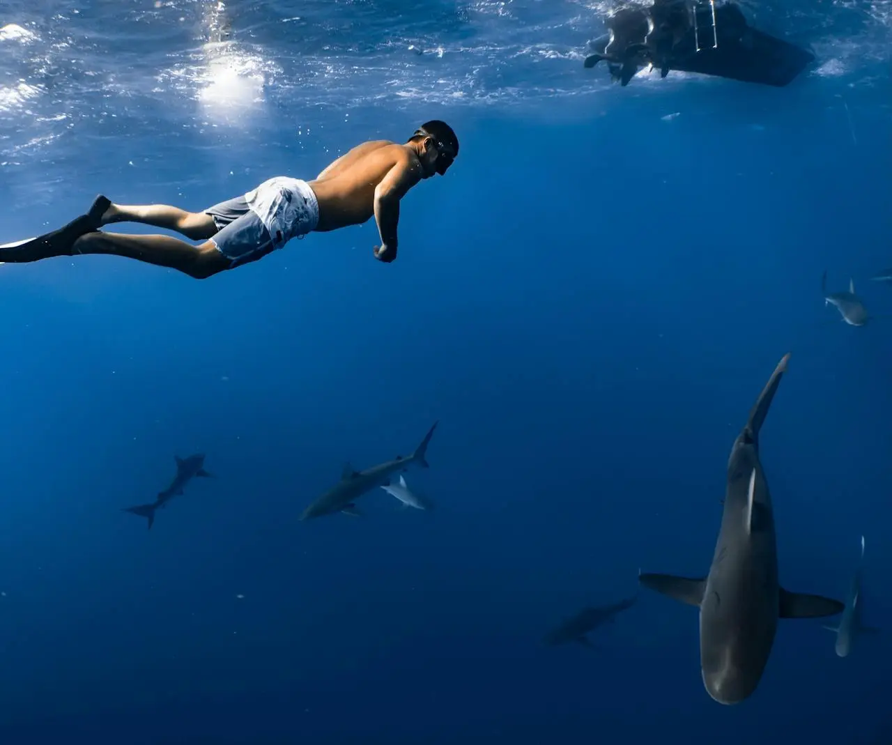 Tragic Shark Attack Claims Life of Snorkeler