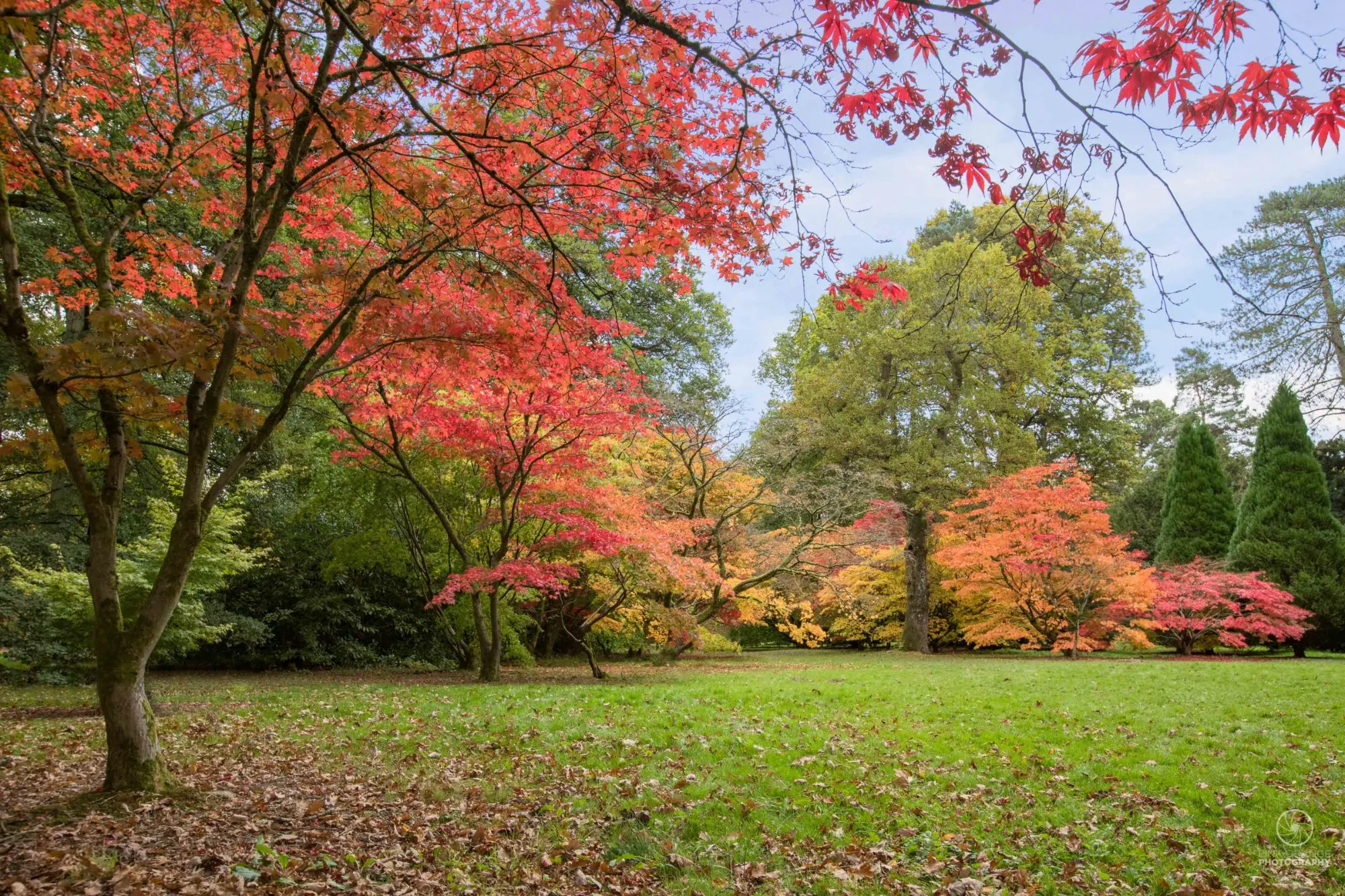 Discovering the Wonders of Westonbirt Arboretum