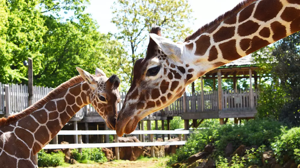 Discover Whipsnade Zoo: A Premier Wildlife Experience