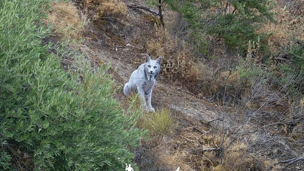 Understanding the White Iberian Lynx and Its Conservation