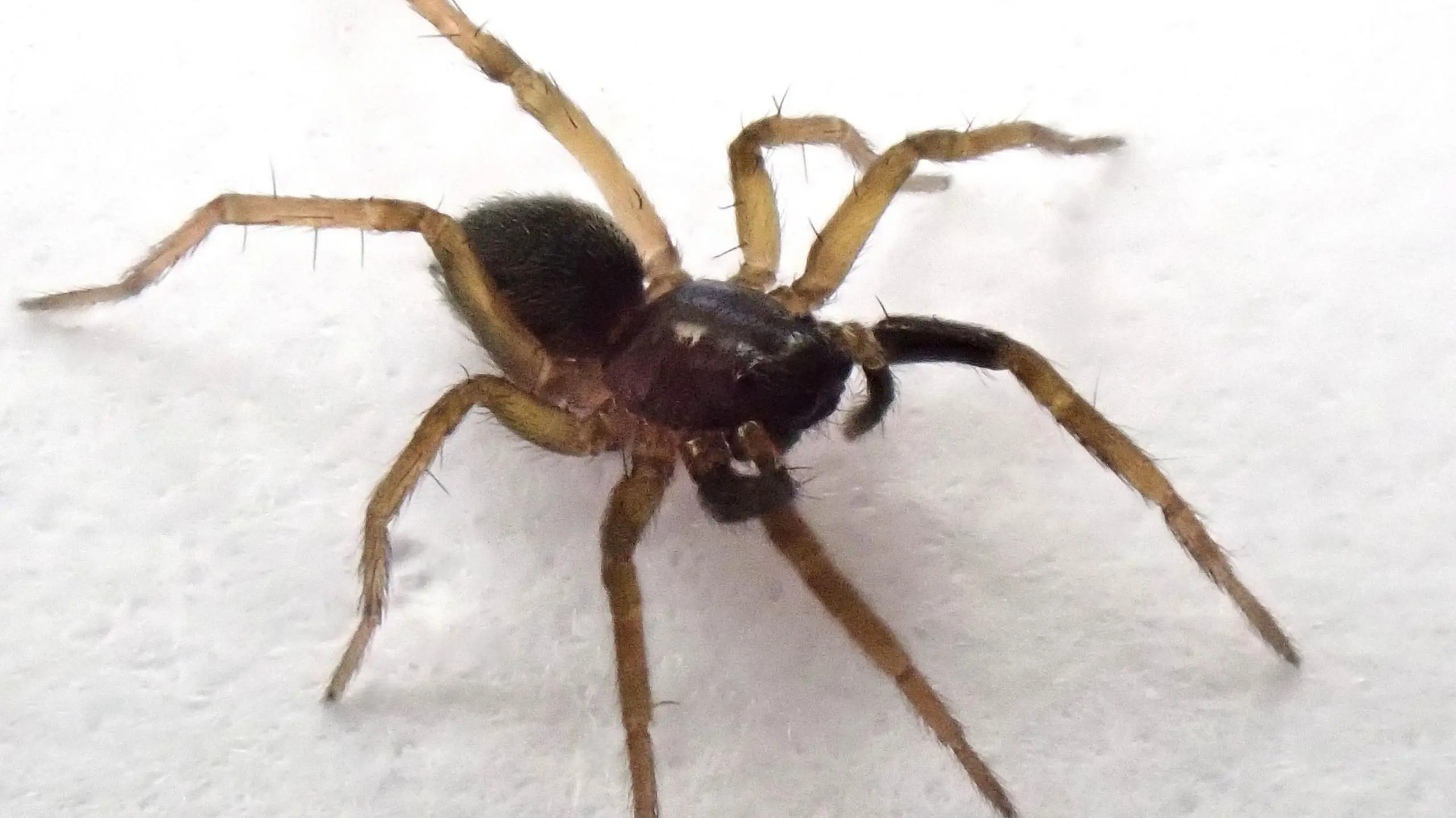 Exploring the Wolf Spider in the UK