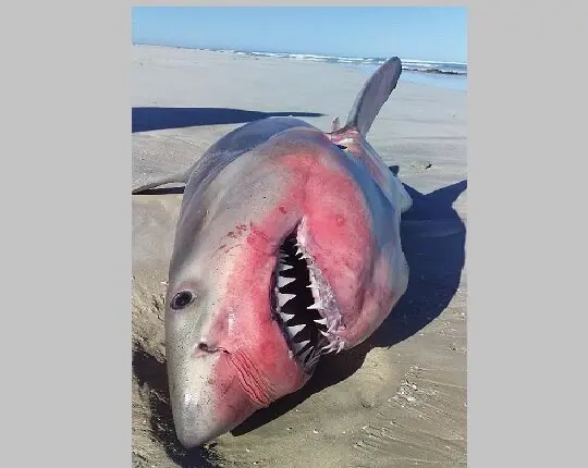 The Importance of Great White Shark Conservation
