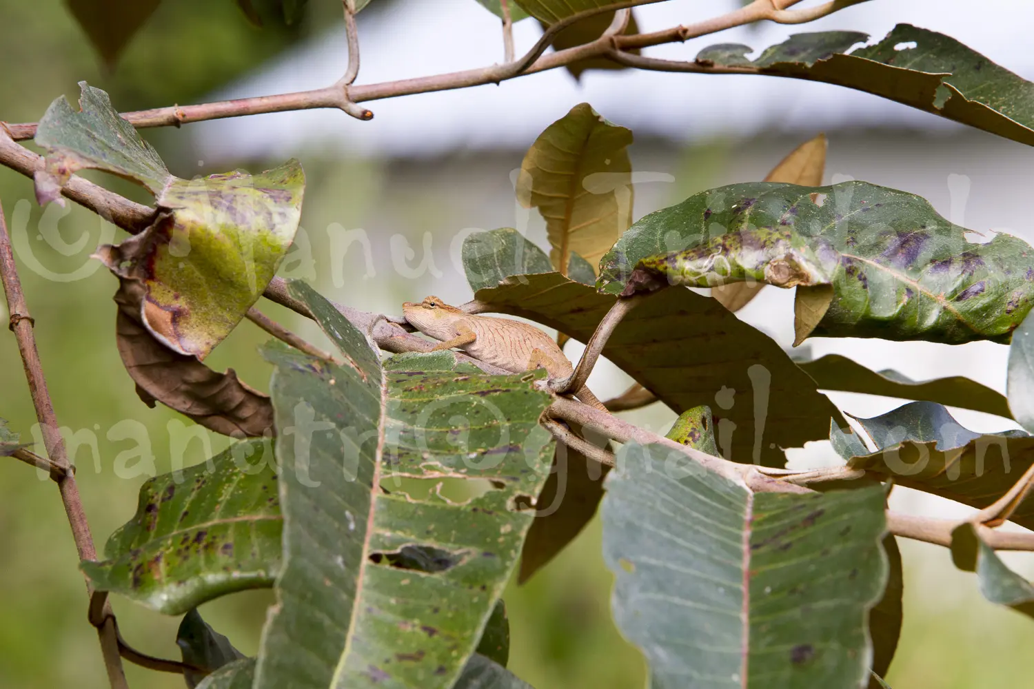 Madagascar: A Land of Unique Wildlife and Culture