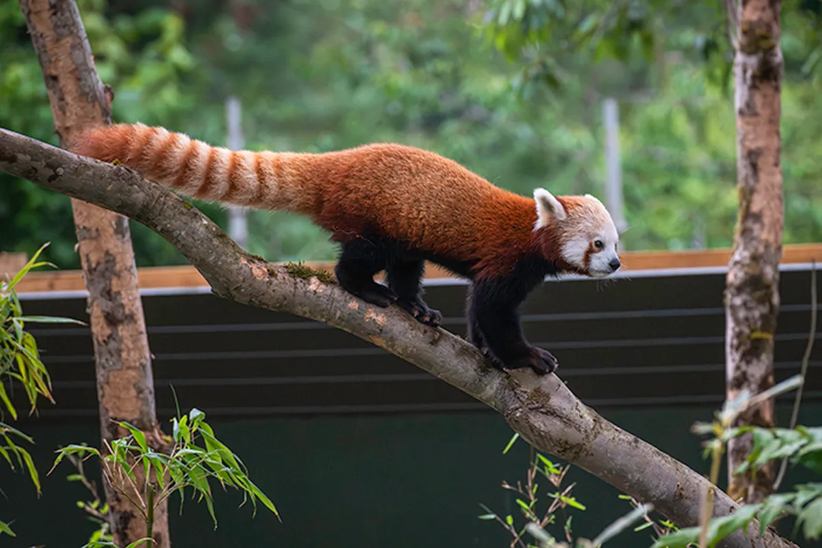 The Significance of Bristol Zoo in Wildlife Conservation