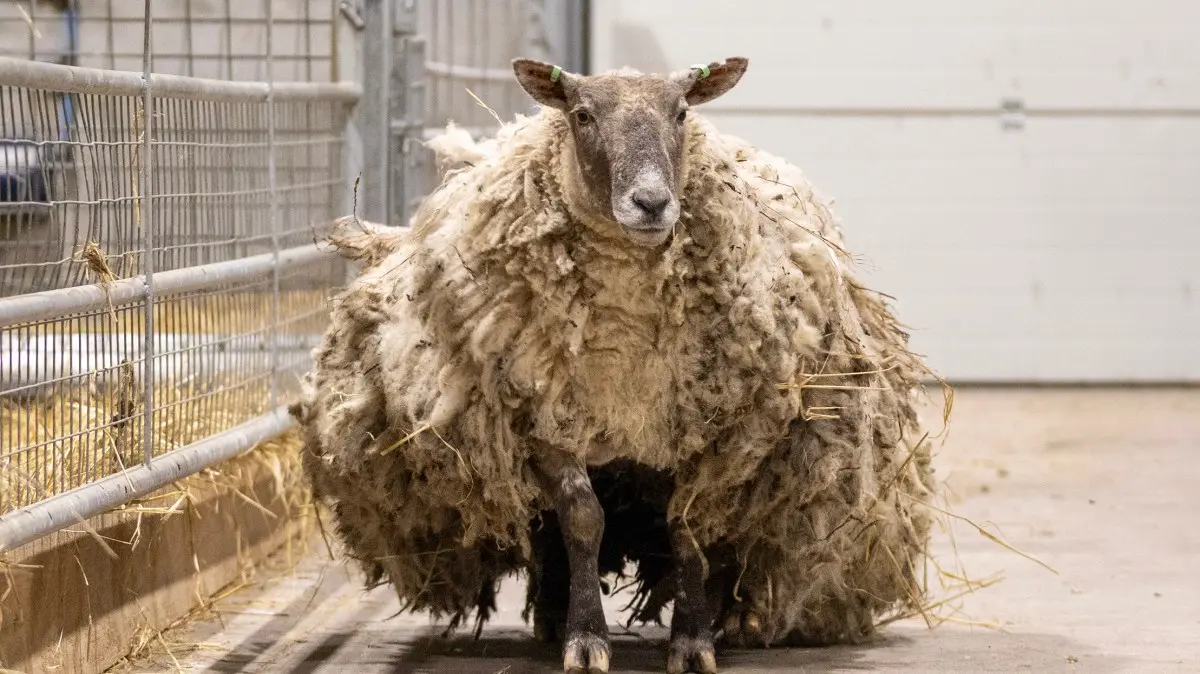 The Charming Life of Fiona the Sheep