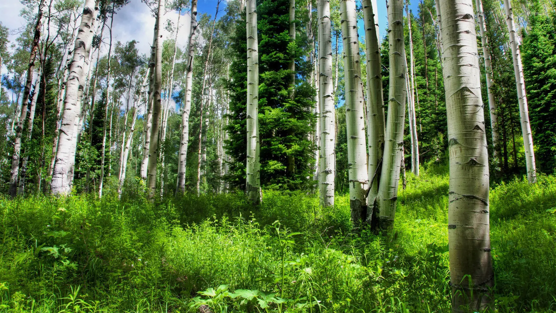 The Importance of Forest Green in Sustainability Efforts