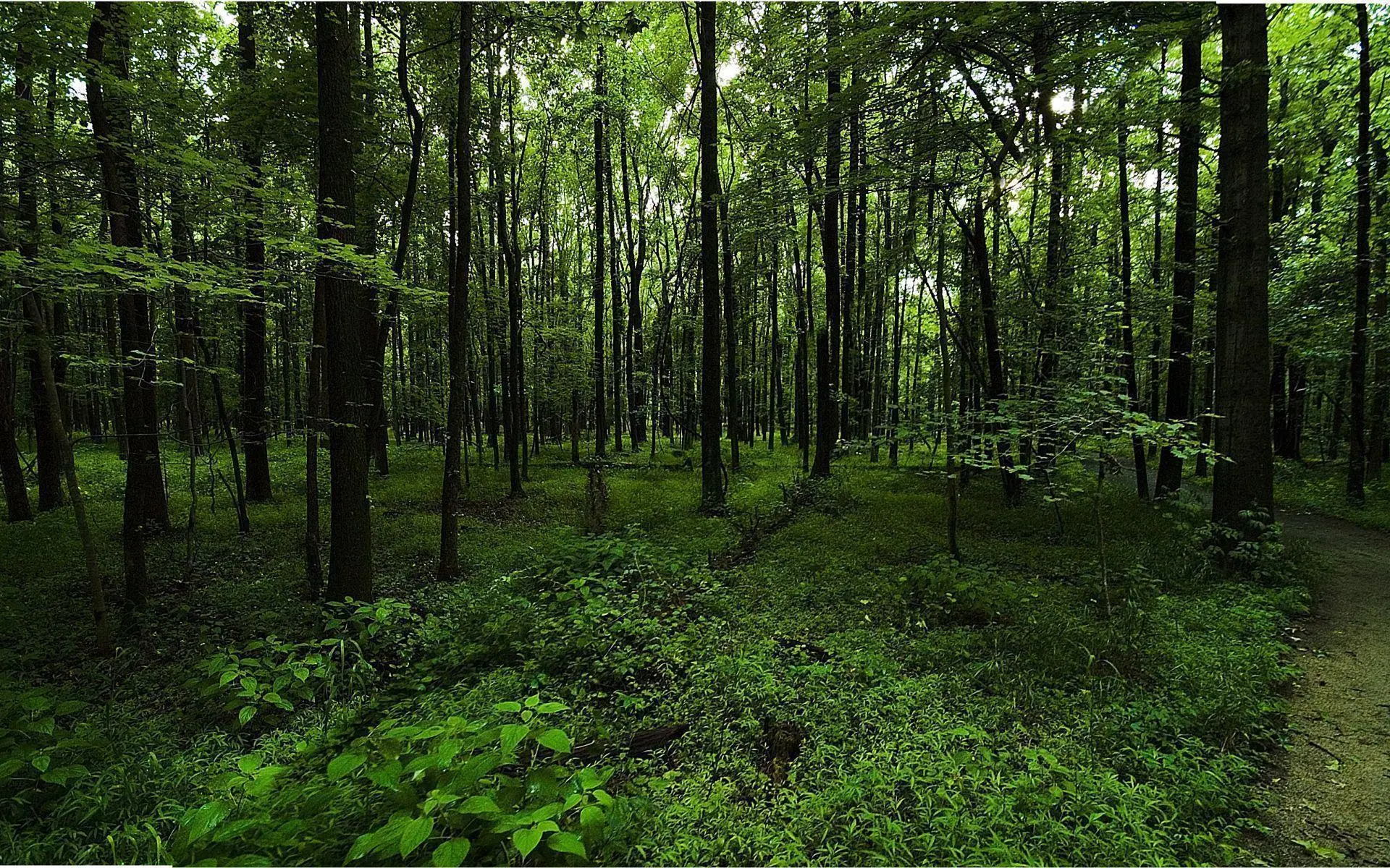 The Rise of Forest Green: A Leader in Sustainability