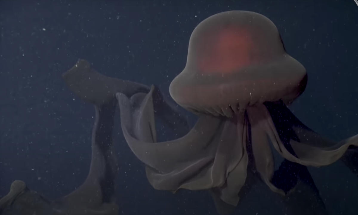 Unveiling the Mysteries of the Giant Phantom Jellyfish
