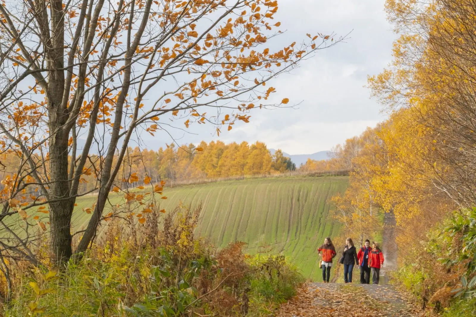 Hokkaido: A Comprehensive Guide to Japan’s Northern Island