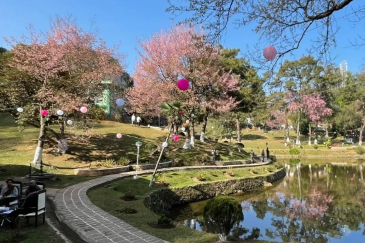Cancellation of the Japan Cherry Blossom Festival 2023