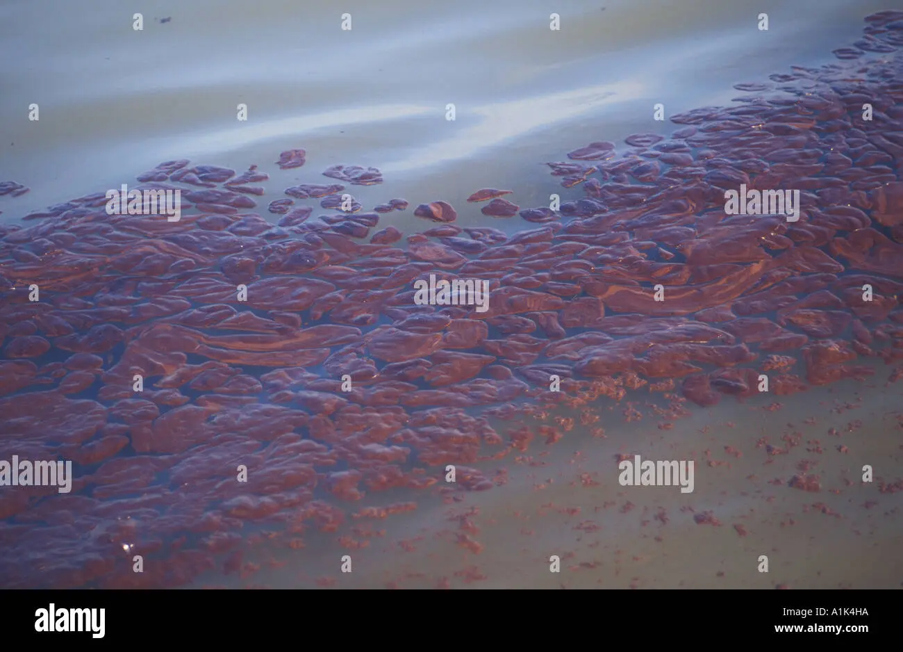 The Lasting Impact of the Sea Empress Oil Spill