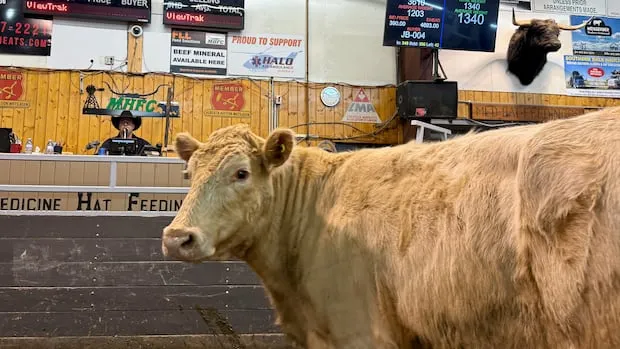 Brazil: What does ‘s beef trade mean for Canada?