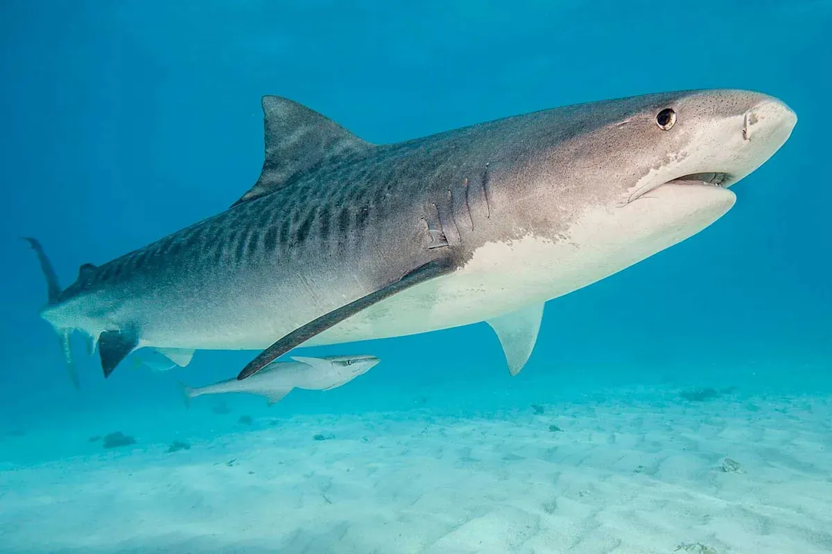 Caffeine: What Do Sharks in the Bahamas Have to Do with ?