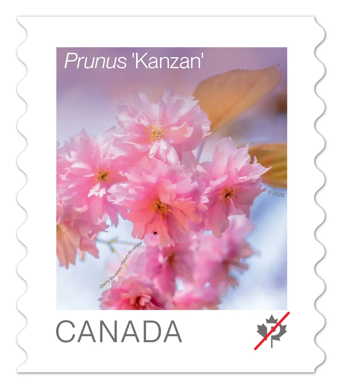 Canada Post Unveils Annual Flower Stamp Featuring Cherry Blossoms