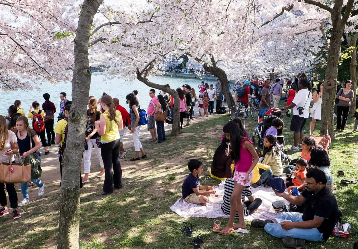 Cherry blossom festival: What to Expect at the  in 2026?