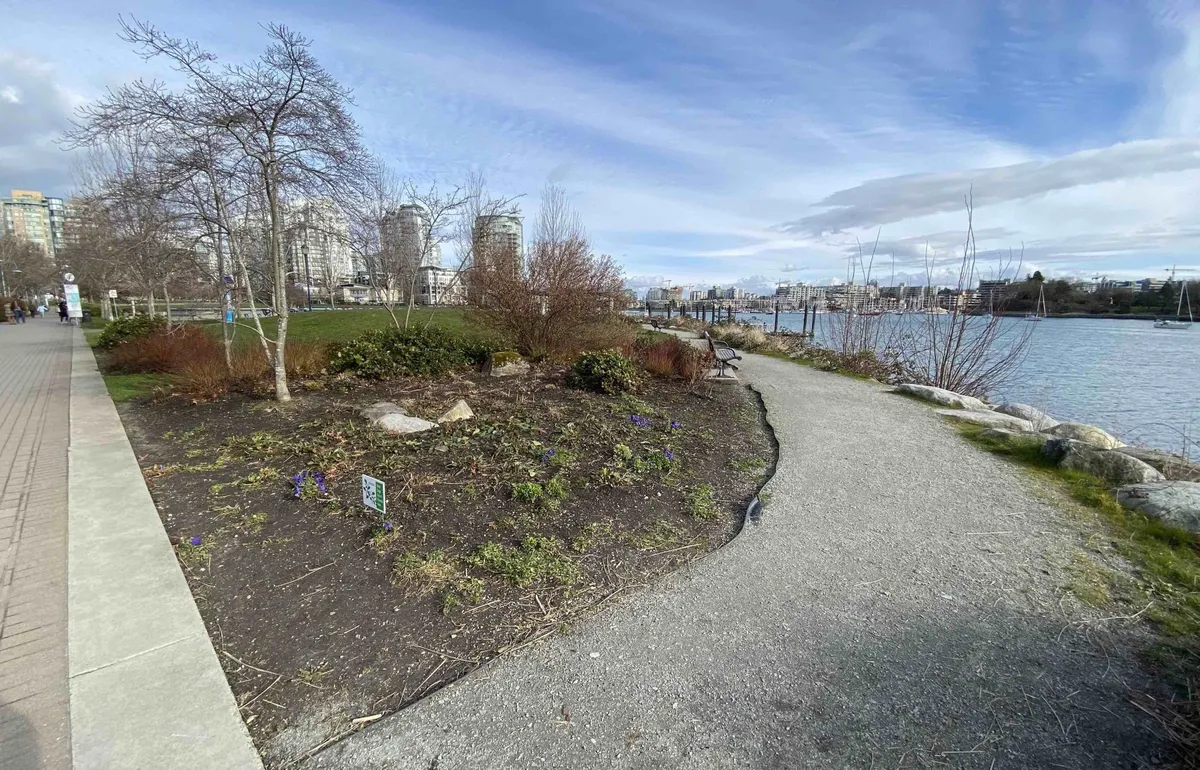 David lam park: What’s Happening at  During the 20th Vancouver Cherry Blossom Festival?