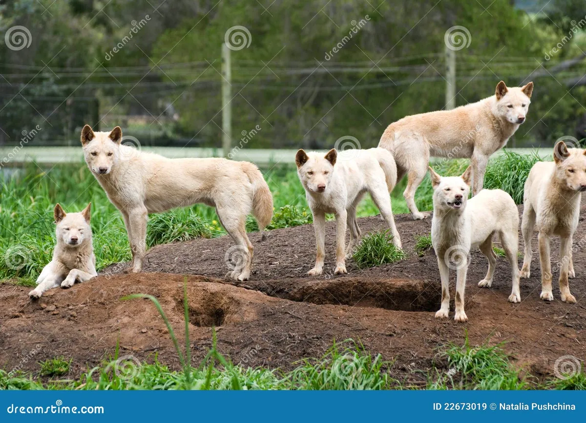 Dingos Involved in Fatal Attack on Tourist in K’gari