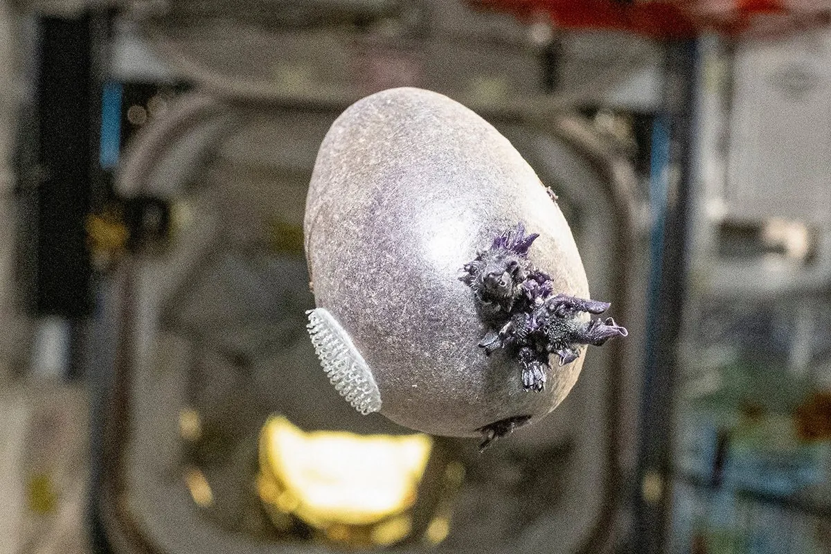 Don pettit iss space potato: What is Don Pettit’s ISS Space Potato Spudnik-1?