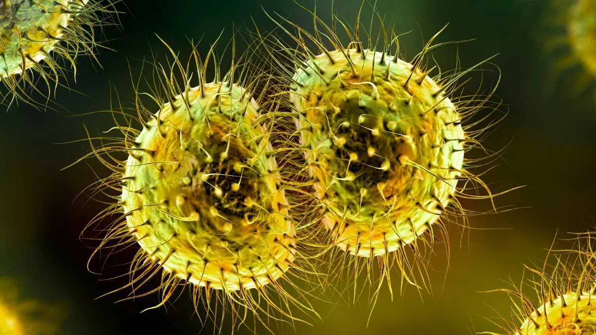 Meningococcal meningitis outbreak: What is causing the  at the University of Kent?