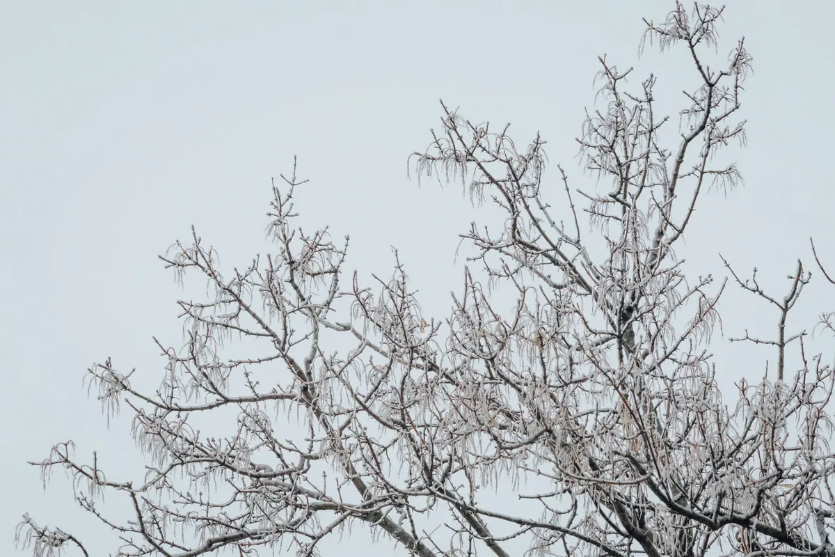 Météo: Freezing Rain and Snow Impact Southern Quebec
