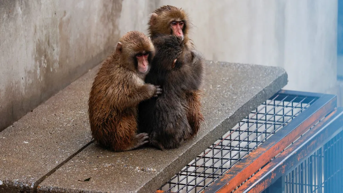 Punch the monkey: What Does It Mean to ?