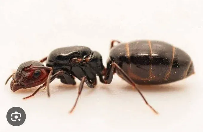 Queen Ants Kenya: Smuggling Incident Unveils Trafficking Network