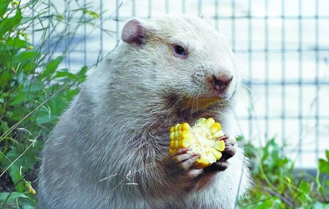 Wiarton willie